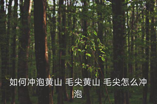 如何沖泡黃山 毛尖黃山 毛尖怎么沖泡