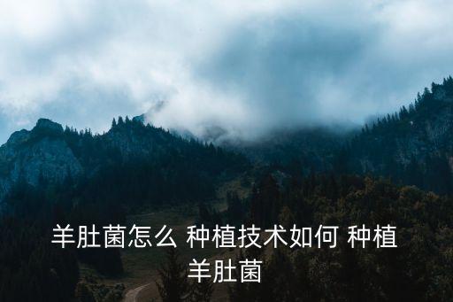  羊肚菌怎么 種植技術如何 種植 羊肚菌