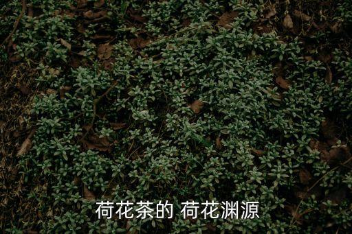  荷花茶的 荷花淵源