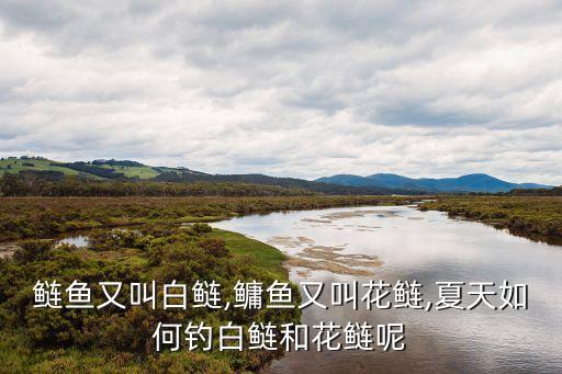 鰱魚又叫白鰱,鳙魚又叫花鰱,夏天如何釣白鰱和花鰱呢
