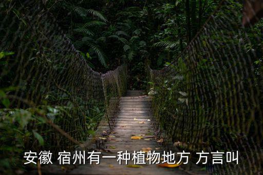 安徽 宿州有一種植物地方 方言叫