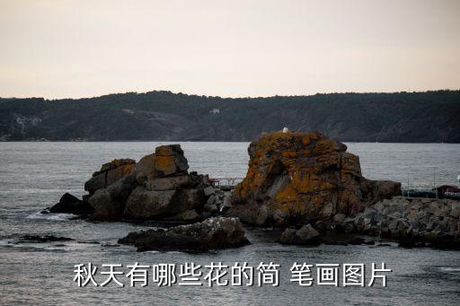  秋天有哪些花的簡 筆畫圖片