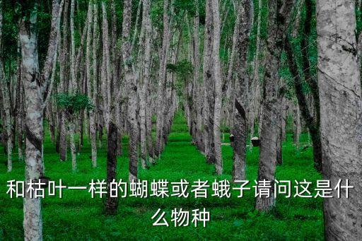 脫水的飛蛾,飛蛾愛光不怕火燒不怕熱氣熏!