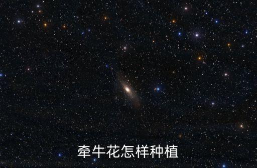 牽牛花怎樣種植