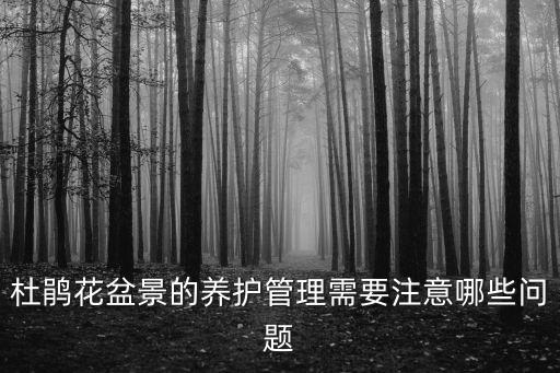 花萌,杜鵑花盆景管理和盆栽一樣春節(jié)期間不能積水