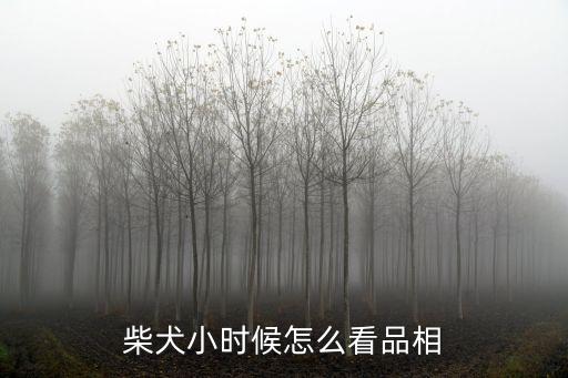 小柴犬圖片,什么是純種柴犬?看看這里!