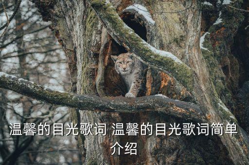 溫馨的目光，有一首粵語哥歌里面有一句歌詞是溫馨的目光這歌叫什么名字