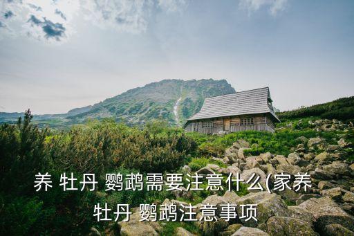 牡丹鸚鵡怎么養(yǎng),養(yǎng)牡丹鸚鵡需要注意什么?