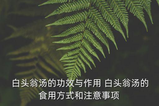 白頭翁的功效與作用