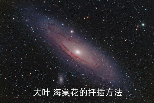 大葉海棠,銀星海棠喜陽光充足適合扦插繁殖