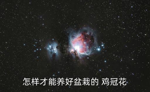 雞冠花治痔瘡神奇,一年生草本植物雞冠花開花季節為春季