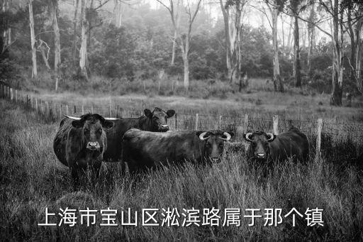 上海市寶山區淞濱路屬于那個鎮