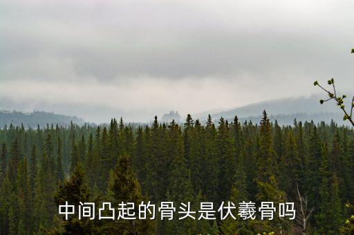 中間凸起的骨頭是伏羲骨嗎