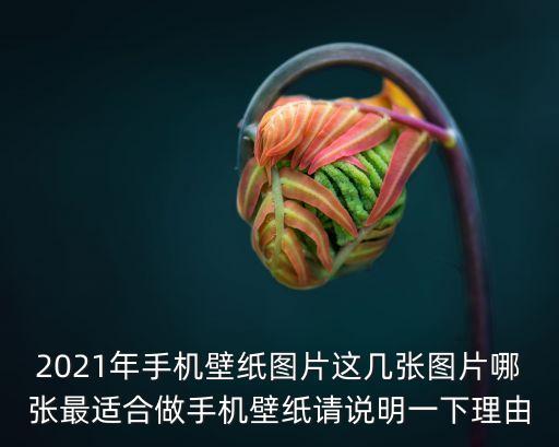 2021年手機壁紙圖片這幾張圖片哪張最適合做手機壁紙請說明一下理由