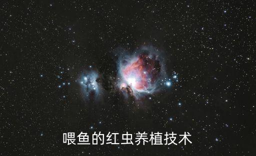 喂魚的紅蟲養植技術