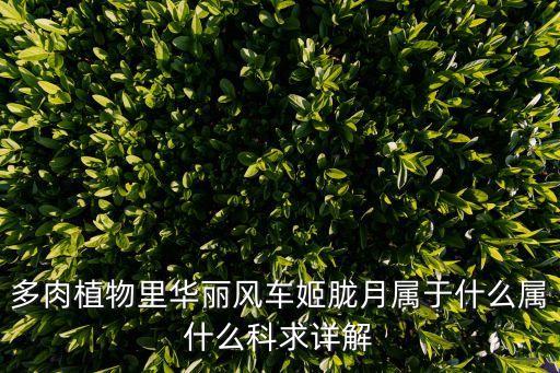 多肉植物里華麗風(fēng)車姬朧月屬于什么屬什么科求詳解