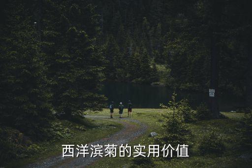 西洋濱菊的實用價值