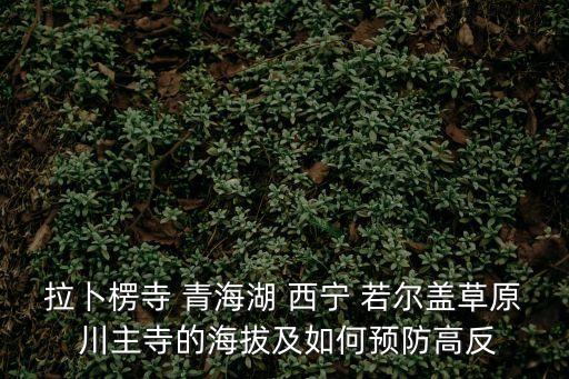 拉卜楞寺 青海湖 西寧 若爾蓋草原 川主寺的海拔及如何預防高反