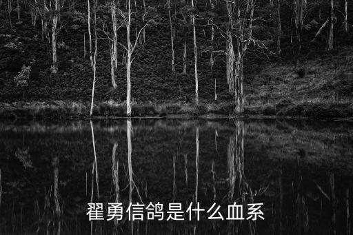 翟勇信鴿是什么血系