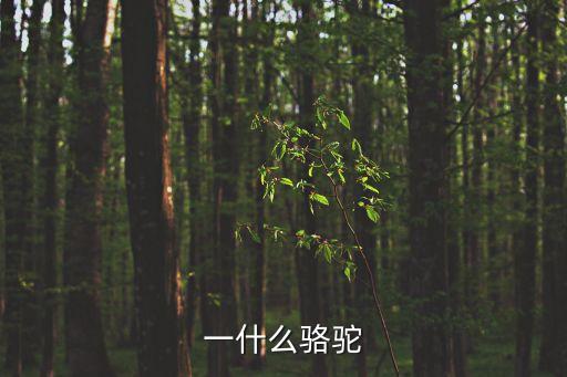 一什么駱駝，數量詞 一什么駱駝