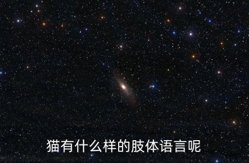 貓的肢體語言，貓的肢體語言