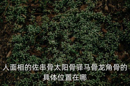 人面相的佐串骨太陽骨驛馬骨龍角骨的具體位置在哪