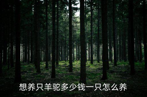 想養只羊駝多少錢一只怎么養