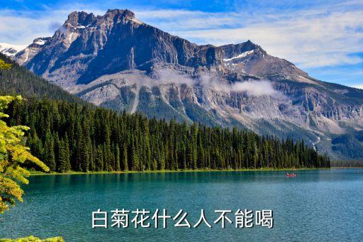 白菊花什么人不能喝
