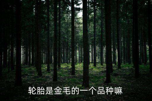輪胎是金毛的一個品種嘛