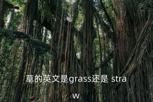 草的英語怎么說，草的英文是grass還是 straw