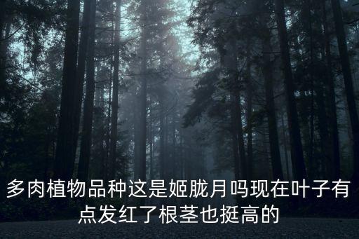 多肉植物品種這是姬朧月嗎現在葉子有點發(fā)紅了根莖也挺高的