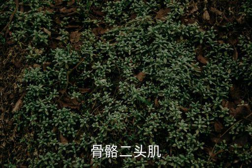 二頭肌，骨骼二頭肌