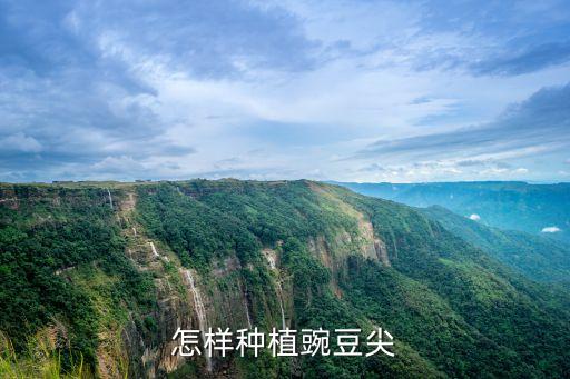 怎樣種植豌豆尖