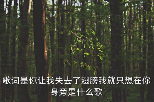 歌詞是你讓我失去了翅膀我就只想在你身旁是什么歌