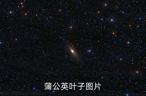 蒲公英的圖片，誰有很好看地蒲公英的圖片