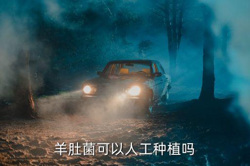 羊肚菌可以人工種植嗎