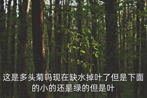 這是多頭菊嗎現在缺水掉葉了但是下面的小的還是綠的但是葉