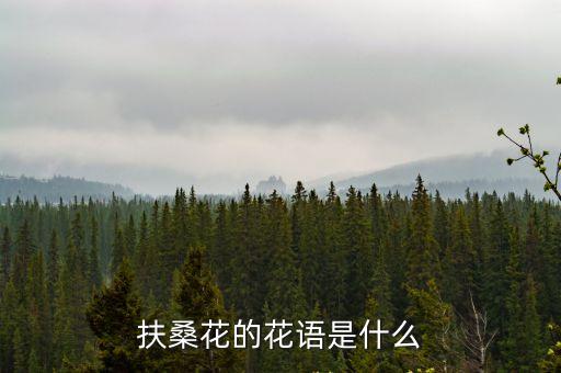 扶桑花花語，扶桑花的寓意