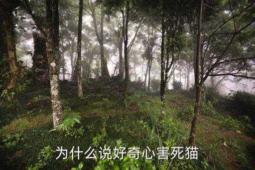 好奇心害死貓，為什么說好奇心害死貓