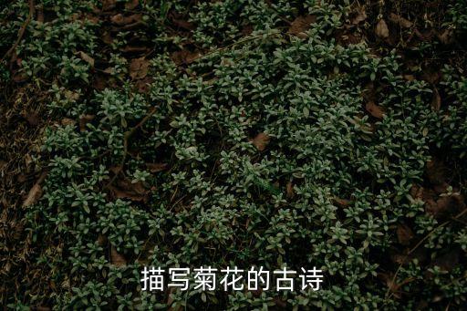描寫菊花的詩句，描寫菊花的古詩