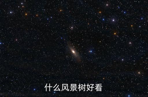 風景樹，什么風景樹好看