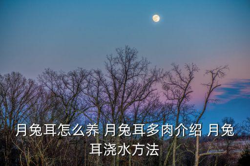 月兔耳，月兔耳怎么養(yǎng) 月兔耳多肉介紹 月兔耳澆水方法