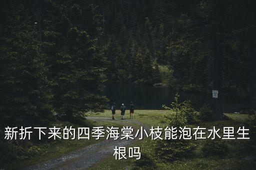 新折下來的四季海棠小枝能泡在水里生根嗎