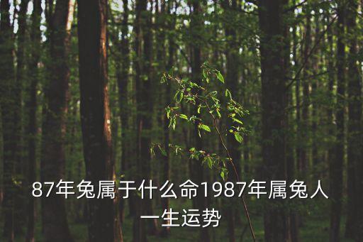 87年兔屬于什么命1987年屬兔人一生運勢