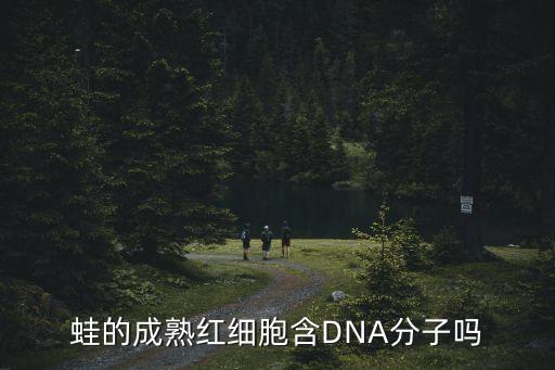 蛙的成熟紅細(xì)胞含DNA分子嗎