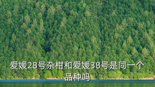 愛媛38號，愛媛38號柑橘特性是什么 愛媛38號柑橘
