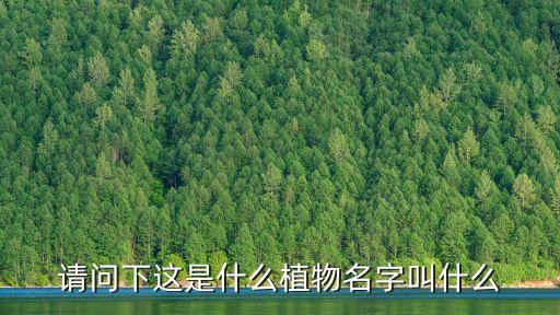 毛相思子，相思子是屬于哪類植物