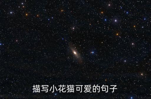 描寫小花貓可愛的句子
