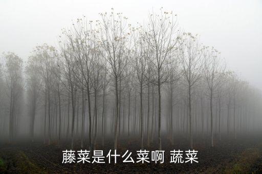 藤菜是什么菜啊 蔬菜