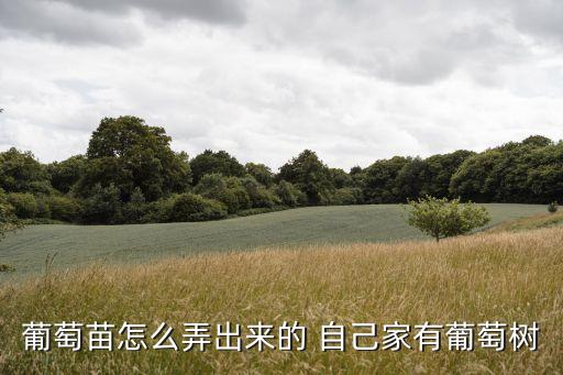 葡萄苗，昆明哪里買葡萄苗